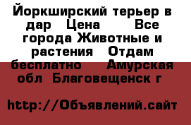 Йоркширский терьер в дар › Цена ­ 1 - Все города Животные и растения » Отдам бесплатно   . Амурская обл.,Благовещенск г.